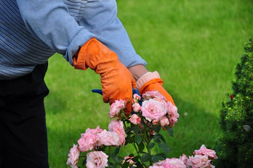 A gardener wearing an orange glove and a grey long-sleeve shirt is pruning a cluster of light pink roses in a well-maintained garden. The roses are lush and blooming, with vibrant petals that contrast against the dark green foliage. In the background, there is a neatly trimmed lawn with evenly cut grass, and a hedge running along the side, possibly a box hedge or a similar dense shrub, providing a structured border to the outdoor space. To the right, a small, well-pruned shrub with dark green leaves is visible, adding to the layered landscaping. The environment appears to be in good weather conditions, with bright natural lighting indicating a clear day, ideal for gardening tasks. This scene exemplifies typical garden care activities that a professional gardening service such as Garden Maintenance Barbican might undertake to keep outdoor spaces attractive and healthy, especially in urban gardens or yards within the Barbican area, known for its well-kept communal gardens and landscaped outdoor areas.